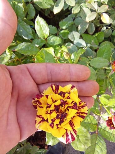 shit: Dekarativ bitgilerin satişi — 16