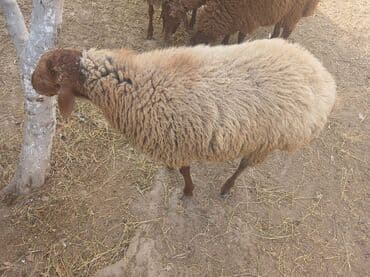 cins ineklerin satisi 2018: Qoyunlar – yerli ətlik/yunluq sürü - Şəkillərdə bir neçə baş yerli — 8