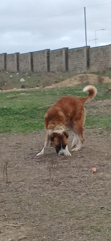 pulsuz heyvan: Qurdbasar, 1 il, Erkek — 3