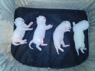 pişik tualet: Erkək, Dişi, Yaxşı əllərə, Ödənişli çatdırılma — 4