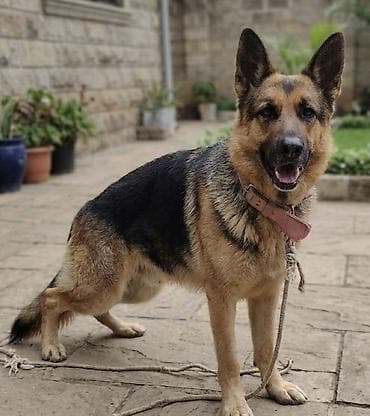 xaski sekilleri: Alman çoban iti, 1 il, Dişi, Peyvəndli, Ünvandan götürmə — 1