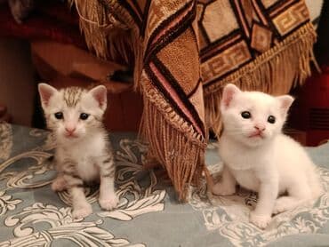 мейн кун купить в баку: Yaxşı əllərə — 2