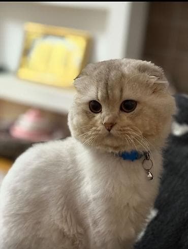 lalafo pisik: Şotland — 7