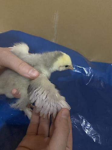 cucelerin satisi: Salam. Təmiz qan bramo cücələridir. 1 həftəni keçib mayalı yem ve — 2