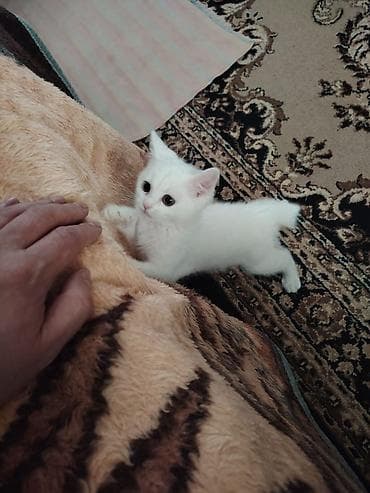 Pişiklər: Yaxşı əllərə — 2