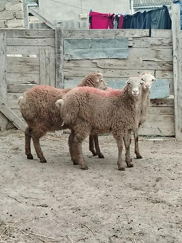 Собаки: Ягненок, Самец, месяцев: 6, 26 кг, Для мяса, Самовывоз — 1