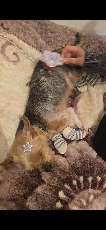 it balası: Yorkşir teryer — 3