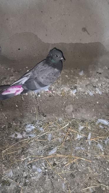 at satilir: Heyvanlar satılır 2 xoruz biri fere biride baladan qızacaq — 4