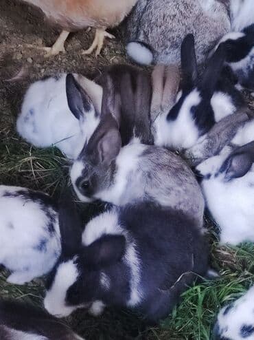 Məhsul: Ev şəraitində bəslən dovşan balaları Təsvir: - Müxtəlif