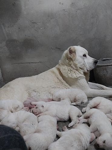 balaca quzular: Alabay, 1 ay — 1