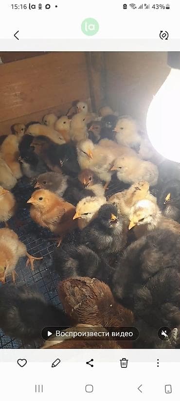 Инкубаторы: 100 яиц, Азербайджан, Для всех видов птиц — 5