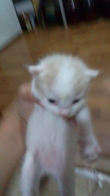 pişik şəkili: Türk anqora, Yaxşı əllərə — 1