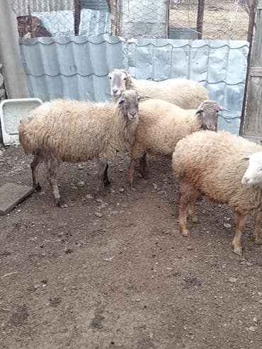 qoyun sortları: Qoyunlar – yerli Salam şəkildə gördüyünüz qoyunlar cəm şəkildə — 3