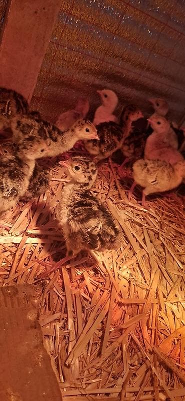 sirin it sekilleri: Hinduşka cücələri, Damazlıq — 2