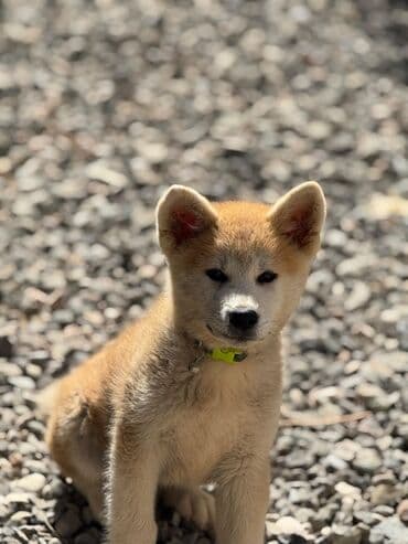 sir balasi satilir: Akita-inu, 3 ay, Dişi — 6