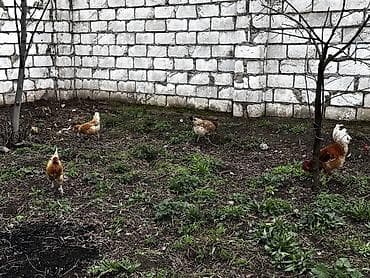 hinduska balasi satilir 2019: Toyuq, Damazlıq, Ödənişli çatdırılma — 9