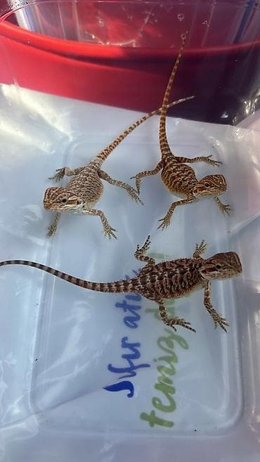 Növ: Bearded Dragon (Pogona vitticeps) aqama balaları qiymetler