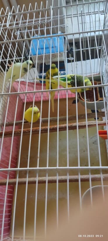 2il 6 aylıq valnistiy papuqaylar satılır . öz papuqaylarimdir .Ev lalafo.az -da 2il 6 aylıq valnistiy papuqaylar satılır . öz papuqaylarimdir .Ev