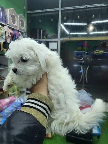 Akvarium aksessuar və ləvazimatları: Malta bolonka, 2 ay, Dişi, Pulsuz çatdırılma — 2