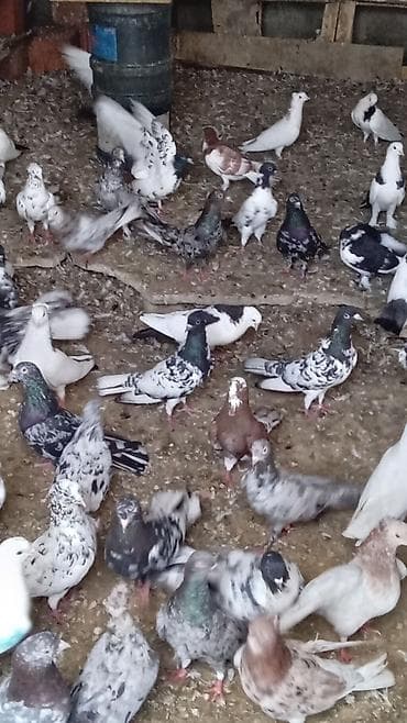 quş satışı: Tərgitmə quşlardı kom satılır 100 yaxın göyərçindi hamısı seçmə — 10