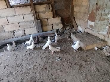 quşlar göyərçin: Satlıq göyərçinlər günorta isdide tutulan quşlardır real alıcı əlaqə — 5