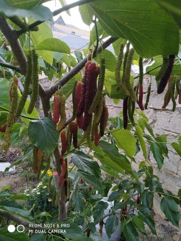 çiyələk ağacı: Tut ağacı (Pakistan)sortu şekilde göründüyü kimi meyvəsinin uzunluğu — 1