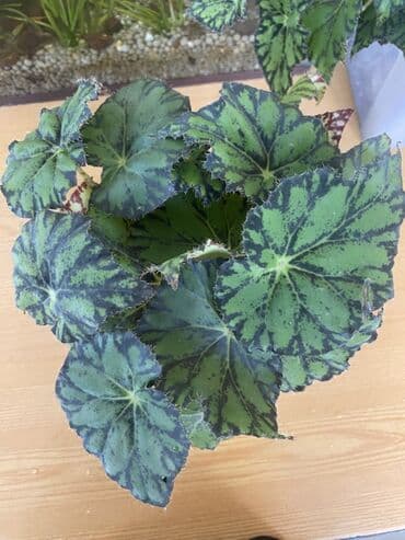 diffenbaxiya gülü haqqında məlumat: Bu begoniya bitkisi yaşıl və tünd yaşıl ləkələrlə bəzədilmiş geniş — 2