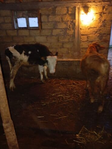 edilbay qoyunu satilir: Iksde erkeydi 2550 manata deylir cütü ciddi şexsler razlaşmaq olar — 2