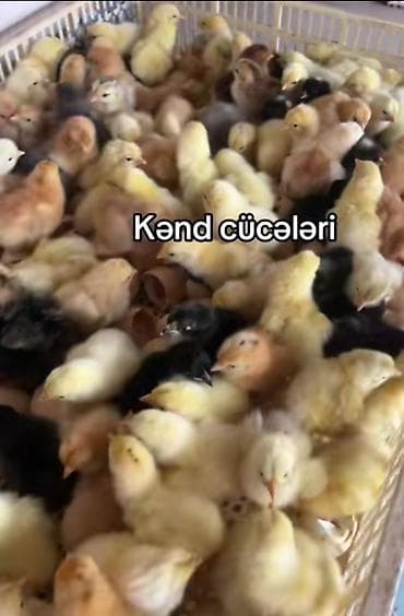 Toyuq cücələri, Ətlik