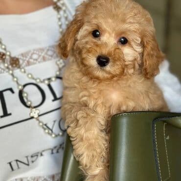 böyük itlər: Pudel, 2 ay, Erkek, Sənədli — 4