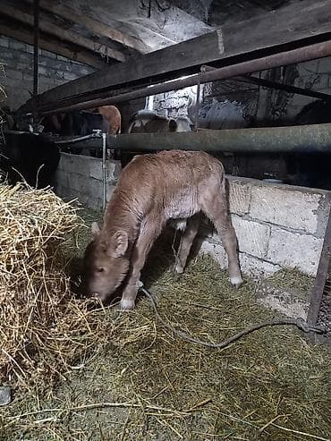 Erkek 10 günlük südəmər