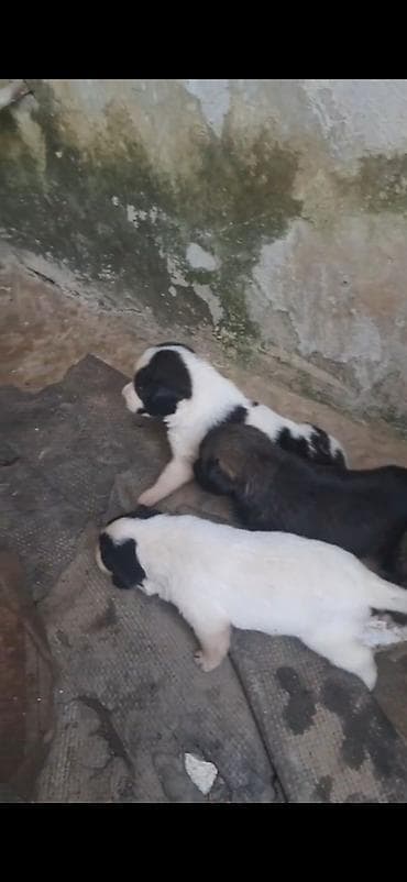 dog: 2 ay, Peyvəndli — 3