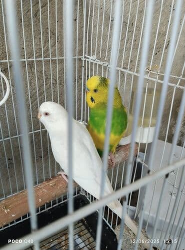 клетки для попугаев купить: Hazir cuttttu — 3