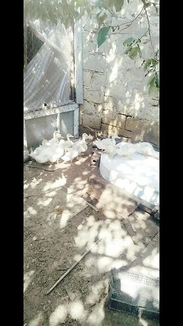 Salam tam saqlam 2 ayliq pekin kuban oredeklerdir 11 ededir .Unavn