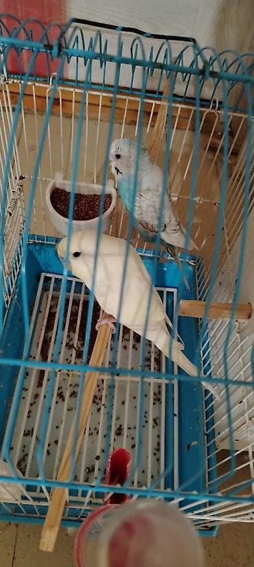 Hər şeyi üstündə verilir. Sağlam və cavan quşlardır. Yumurtlamaya