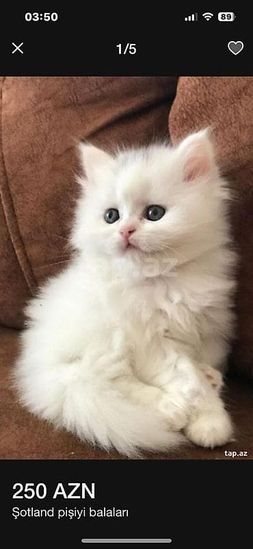 ağ pişik balası: Şotland — 1