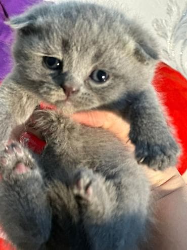 cin bildircin: Şotland yastı qulaq — 4