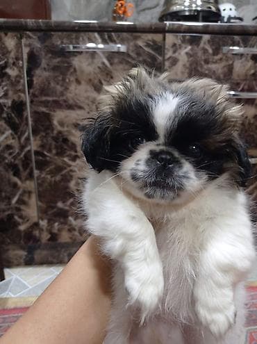 balaca it: Pekines — 1