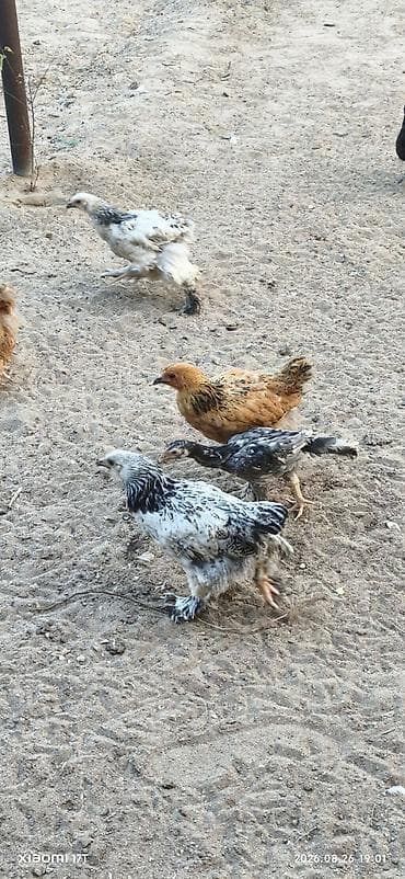 cucə fermasi: Toyuq cücələri, Damazlıq, Ünvandan götürmə — 1
