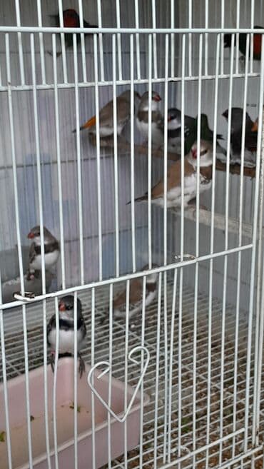 xarı bülbül döş nişanı: Amadin brilyant.cutu 350 man — 6