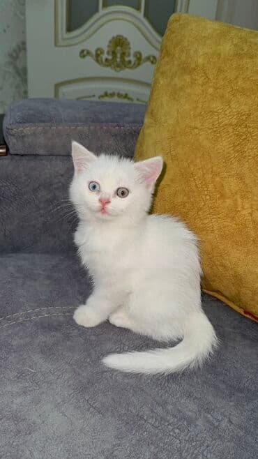 pişik şəkilləri: Şotland yastı qulaq, Erkək, Dişi, Yaxşı əllərə — 3