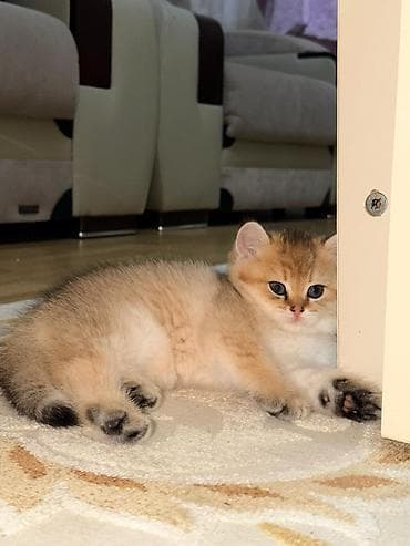Qızıl şinşilla — 5