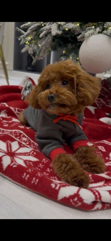 naxcivan heyvan elanlari: Pudel, 3 ay, Erkek, Peyvəndli, Ünvandan götürmə — 6