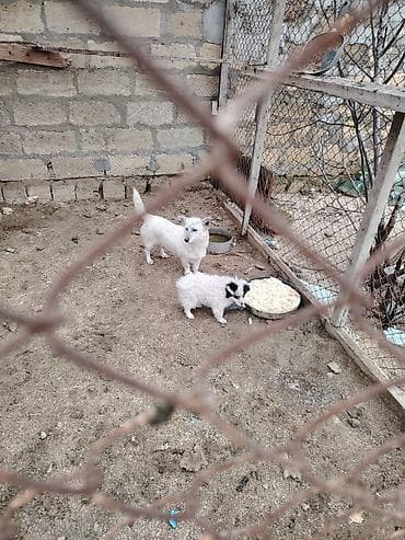 it satişi: Zvonok, 1 il, Dişi, Peyvəndli, Ünvandan götürmə — 5