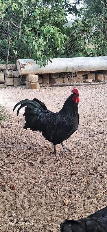 sirin pisikler: Avstalorp Cinsi xoruz – tam qara — 4