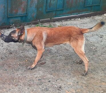 İtlər: Belçika çoban iti, 11 ay, Erkek — 4