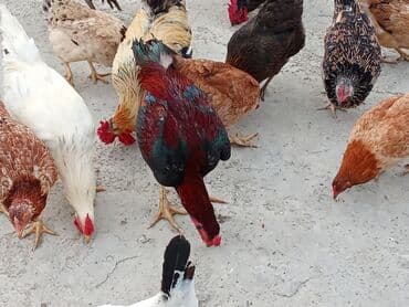 anqut quşu: Fəreler14 azn, 2 əded ana ündüşqa 1ədədi 40azn, Astilop xoruz 40m — 3