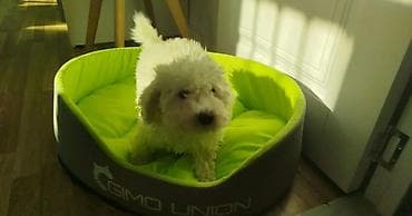 pisik bala: Pudel, 9 ay, Erkek, Pulsuz çatdırılma — 2