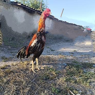 at satilir: Diqqətlə oxu 👉 qiymət razılaşma yoluynan Salam yaxşı qan xətti xoruz — 2