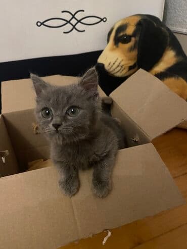 объявление про котят в баку: Самец, В добрые руки — 3